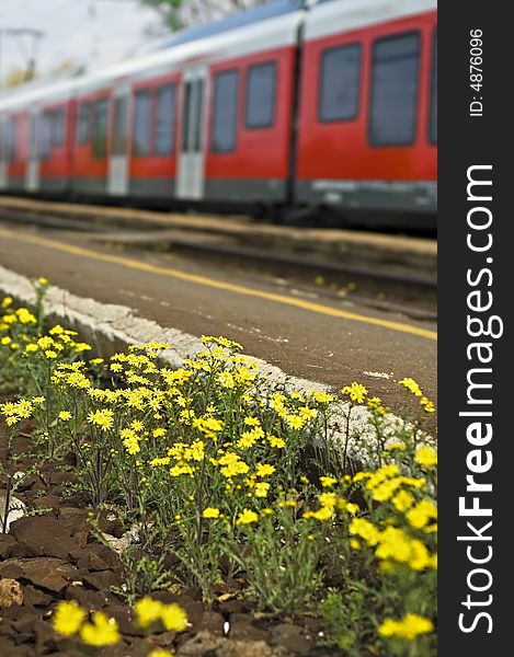 Yellow spring flowers with blurred train at the background. Yellow spring flowers with blurred train at the background