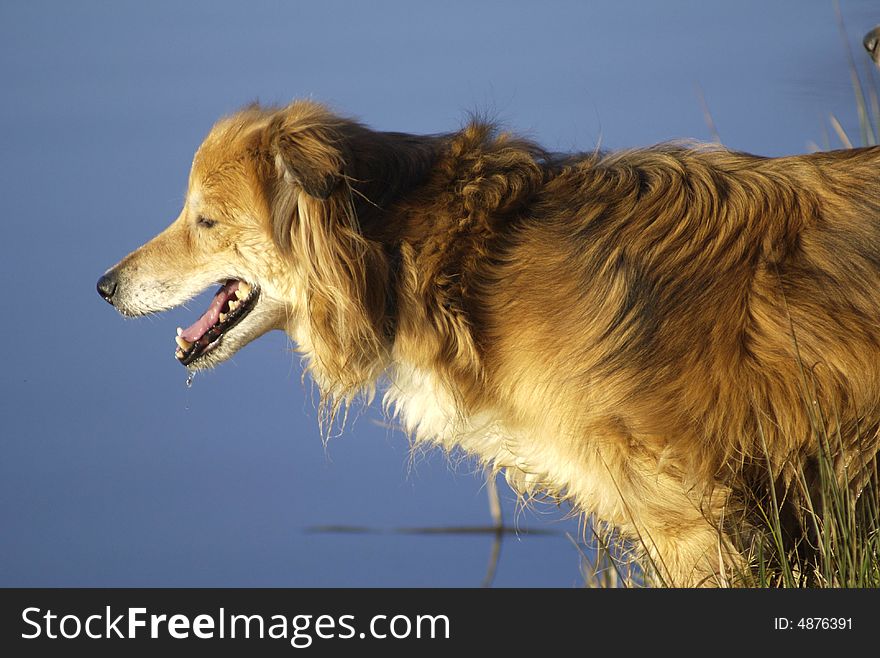 Shot of a red boarder collie taking a drink. Shot of a red boarder collie taking a drink