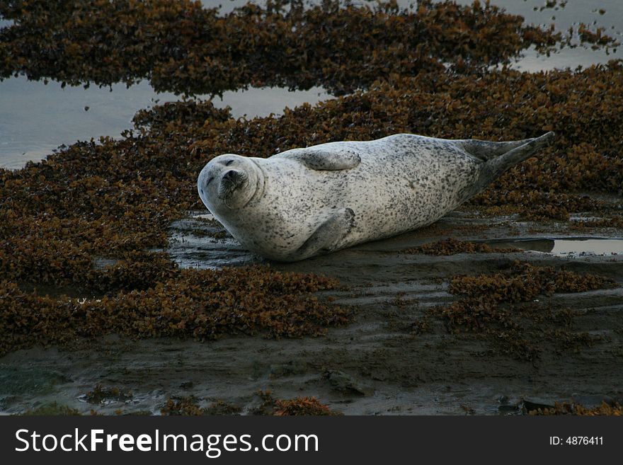 A seal burying itself in the seaweed