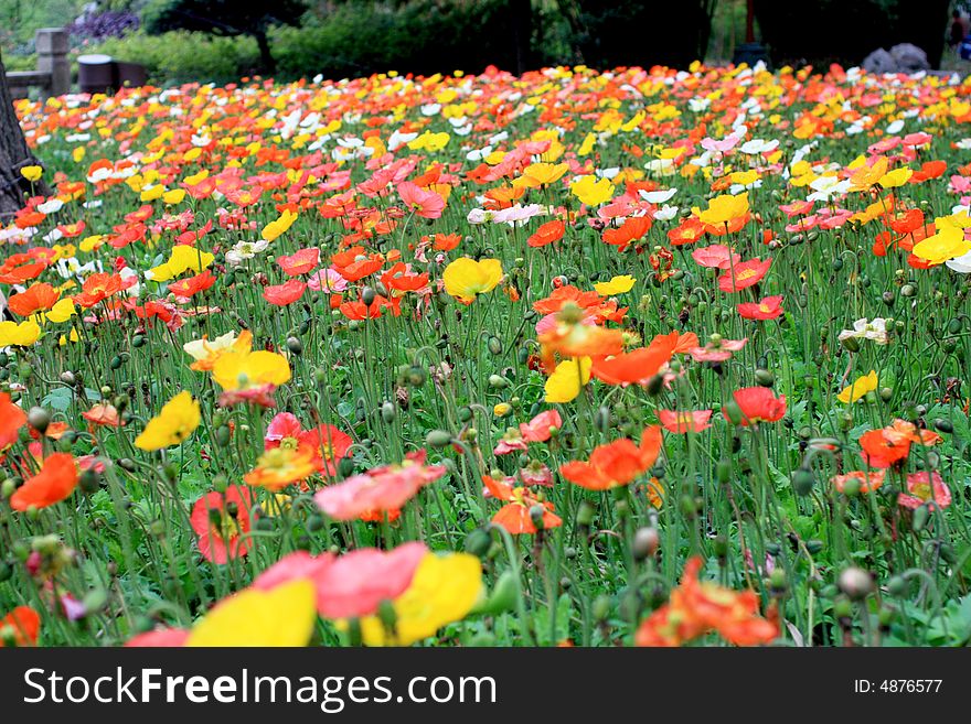 A large flower field with colourful flowers. A large flower field with colourful flowers