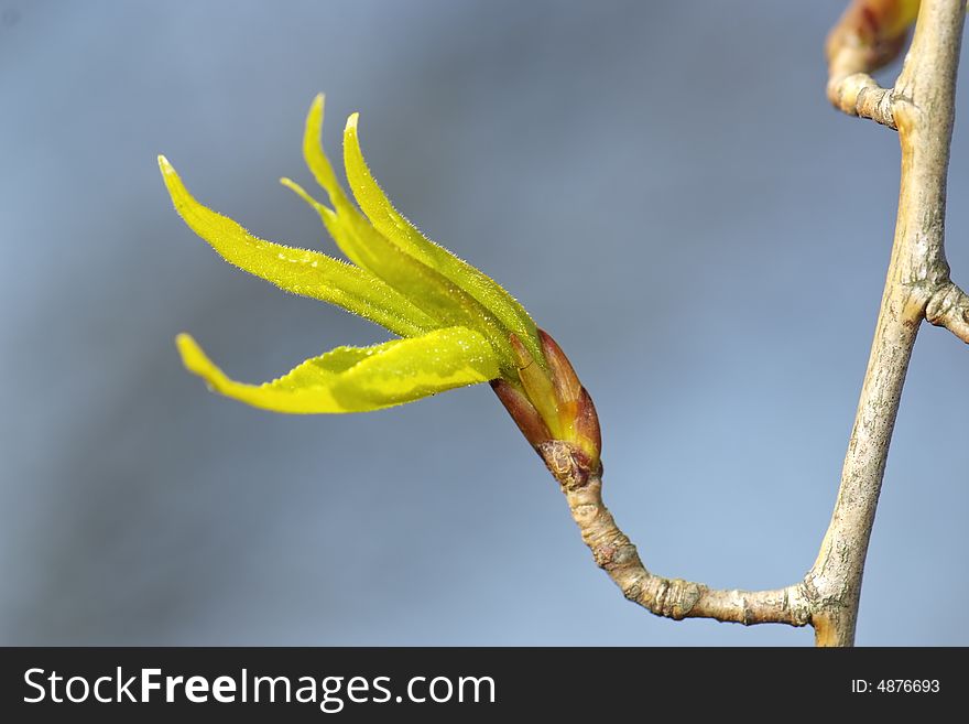 Glowing backlight young spring leaves on natural grey sky background