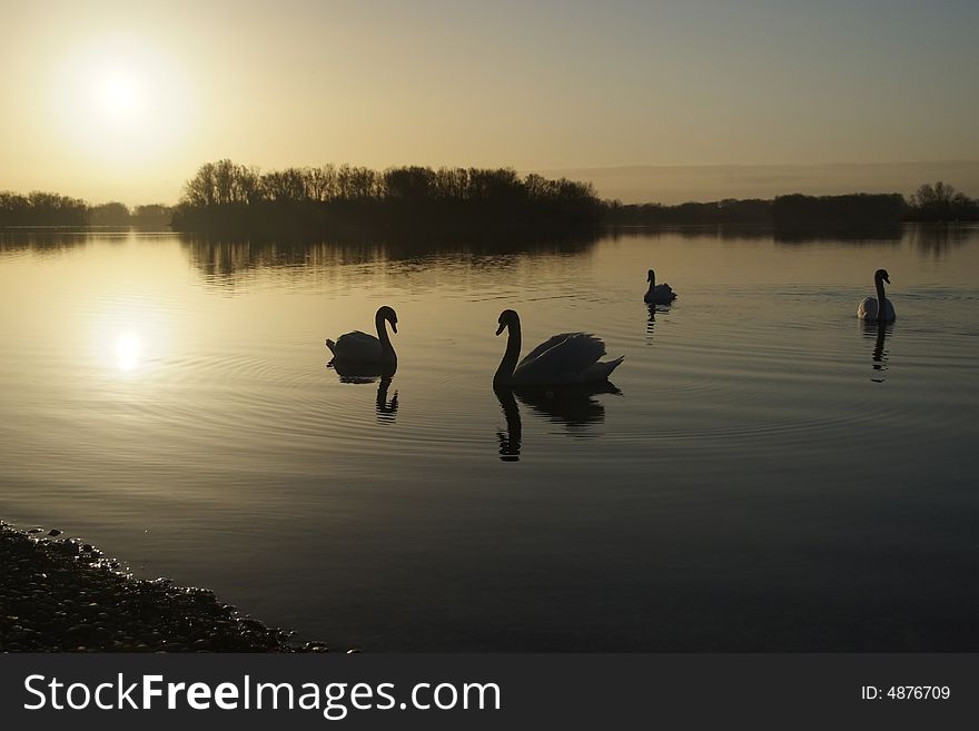 Four white swans on a lake at dawn. Four white swans on a lake at dawn