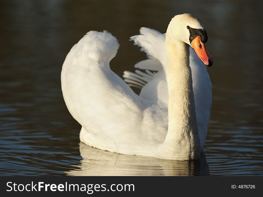 A swimming swan on a dark background