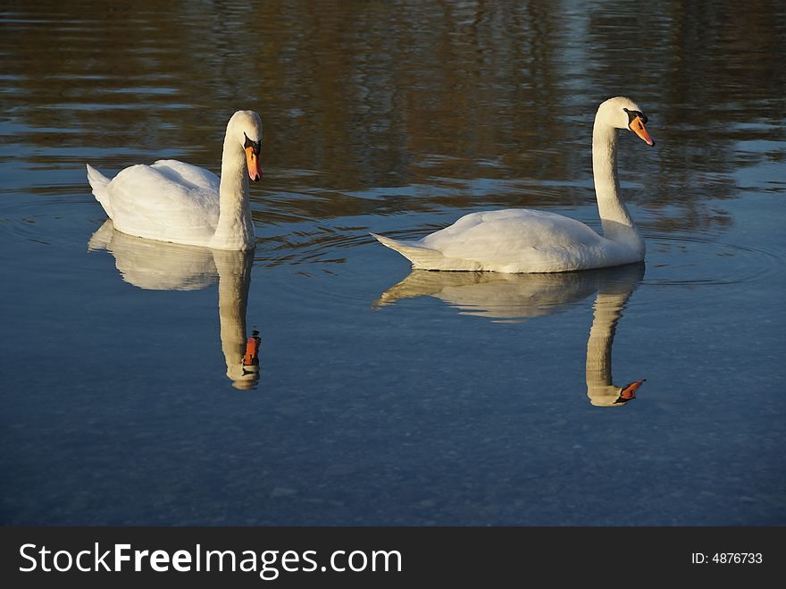 Two swimming swans on a dark background. Two swimming swans on a dark background