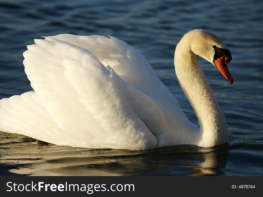 A swimming swan on a lake at dawn (detail)