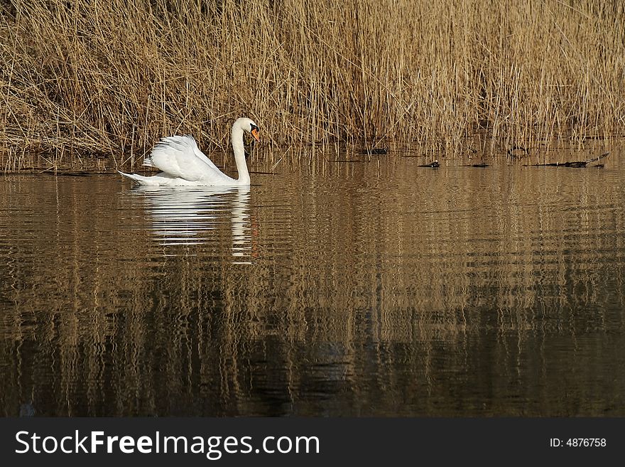 A swimming swan on a dark background. A swimming swan on a dark background