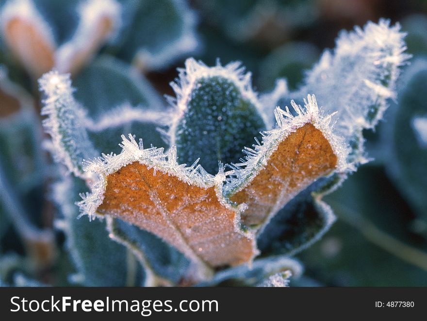 Leaves With Ice Slush