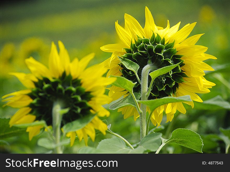 Two sunflowers turn back its heads agaist the camera