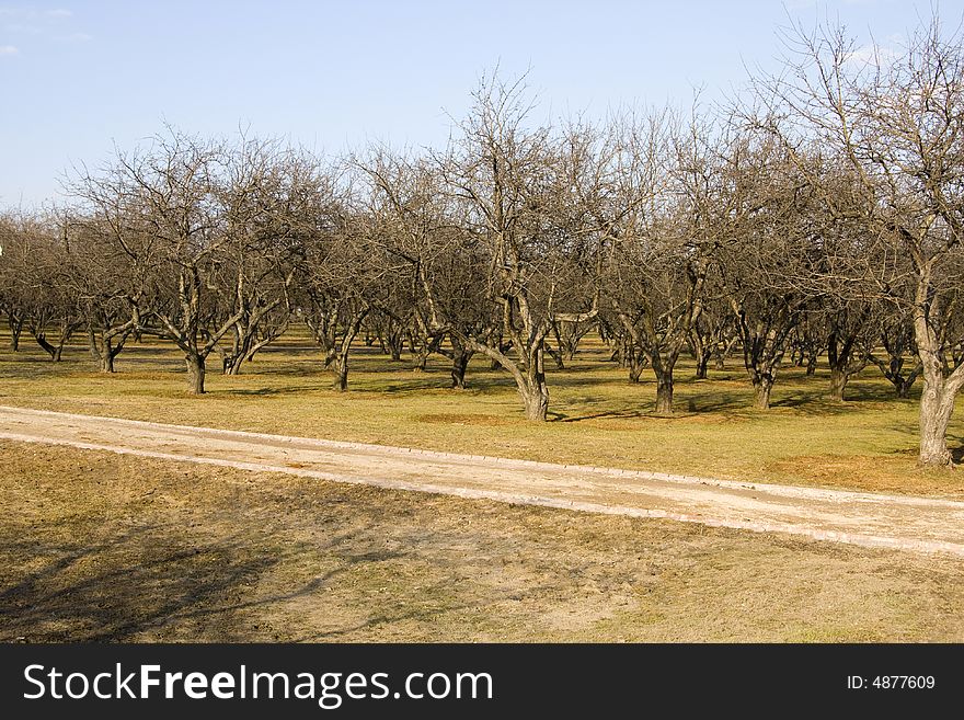 Trees On A Field