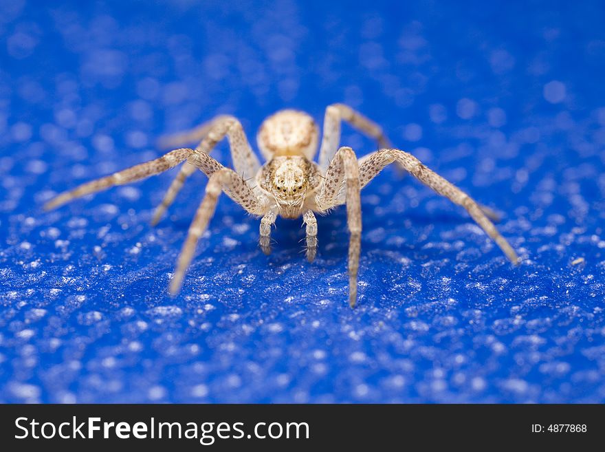 Closeup of a spider on a blue background. Closeup of a spider on a blue background