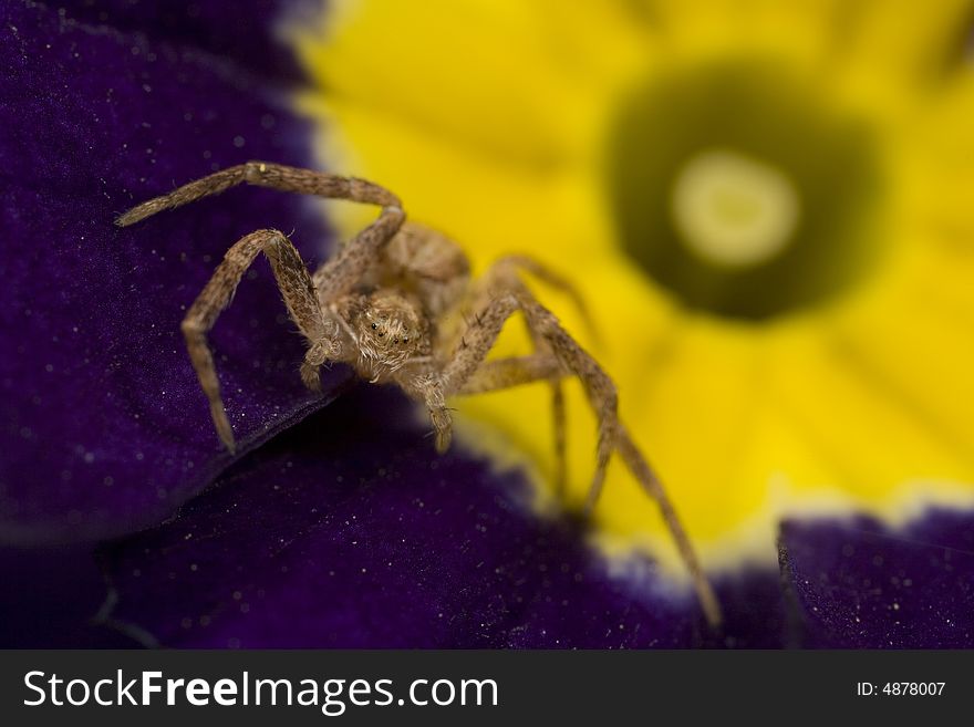 Sac spider on purple primrose