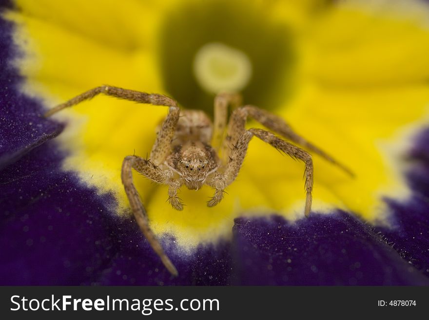 Closeup of a sac spider on a purple and yellow primrose. Closeup of a sac spider on a purple and yellow primrose