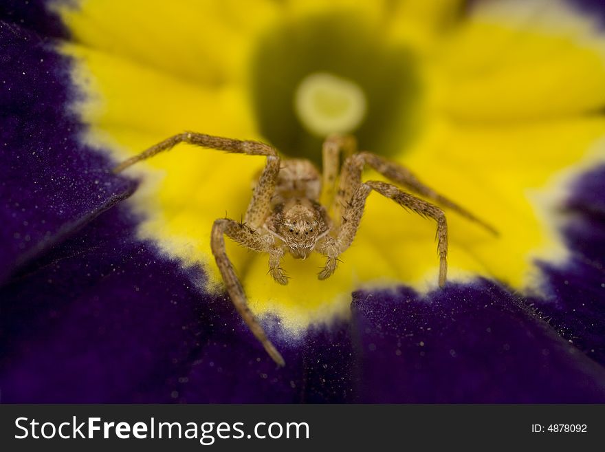 Closeup of a sac spider on a purple and yellow primrose. Closeup of a sac spider on a purple and yellow primrose