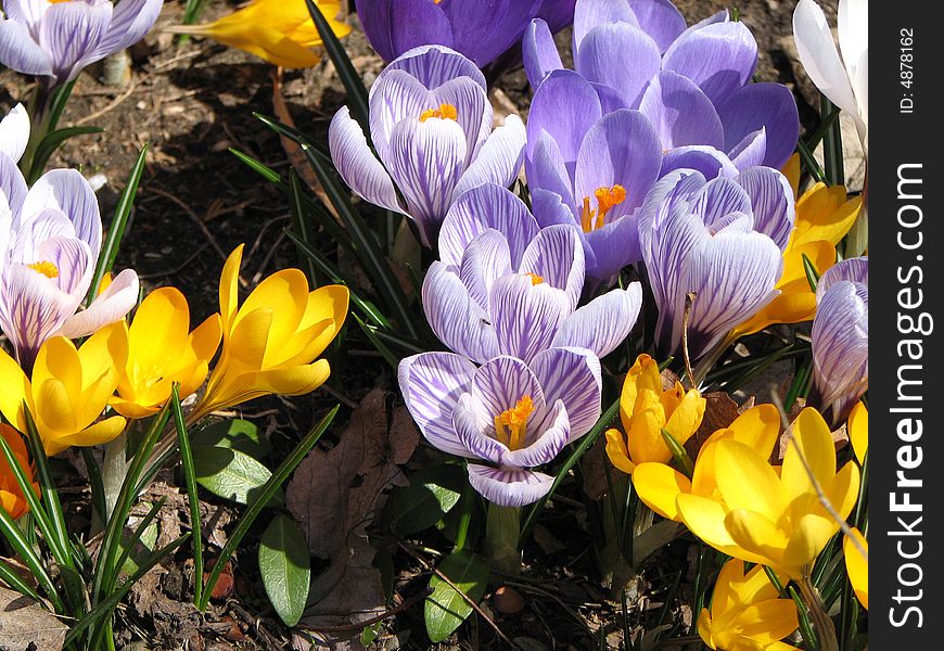 Stand of mixed colors of spring crocus emerging from flower bed.