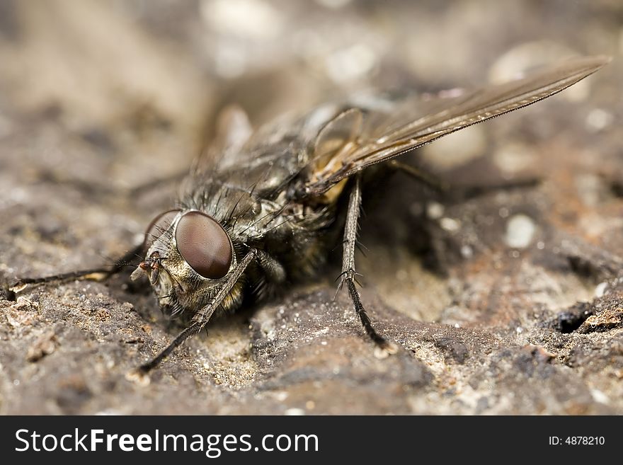 Closeup of a fly on wood. Closeup of a fly on wood