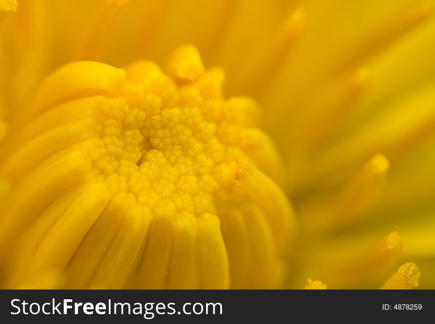 Extreme closeup of dandelion