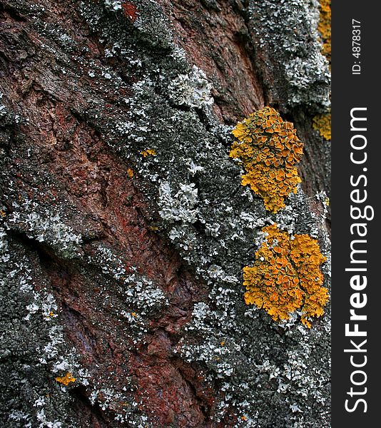 Tree bark texture with moss
