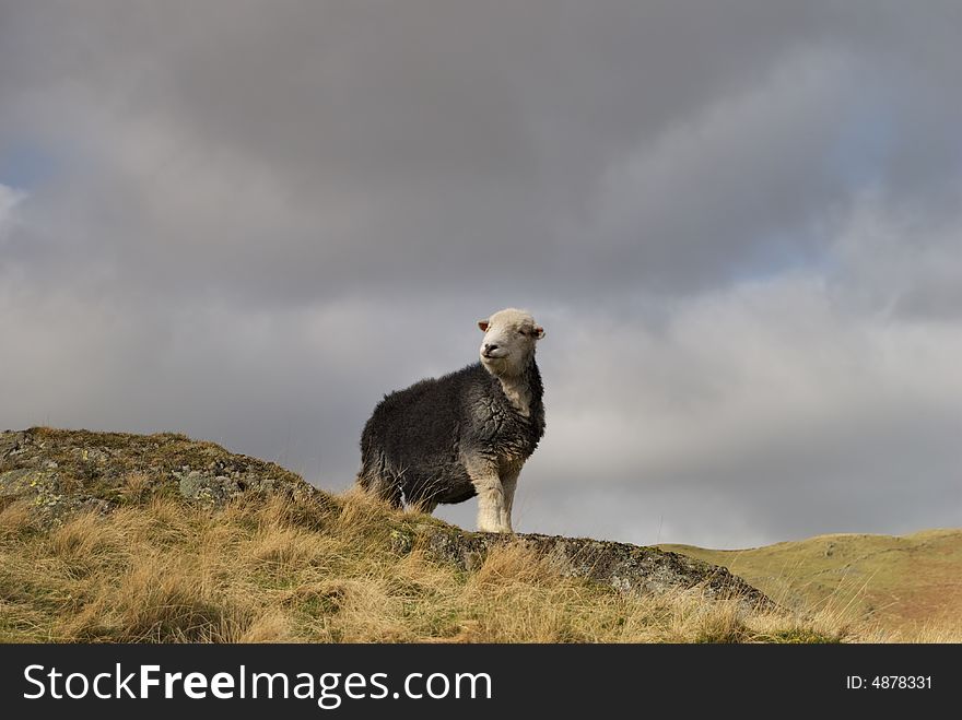 A lone Herdwick sheep, a hardy breed native to the english lake district
