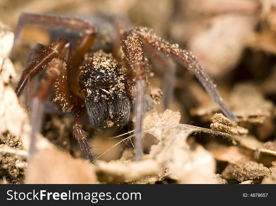 Closeup of a hacklemesh weaver spider found in the Pacific Northwest near Seattle