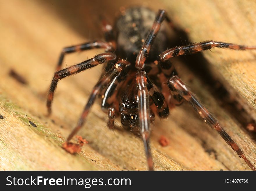 Cybaeus spider found in the Pacific Northwest