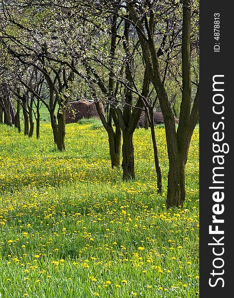 A apple fruit orchard field in the spring. A apple fruit orchard field in the spring