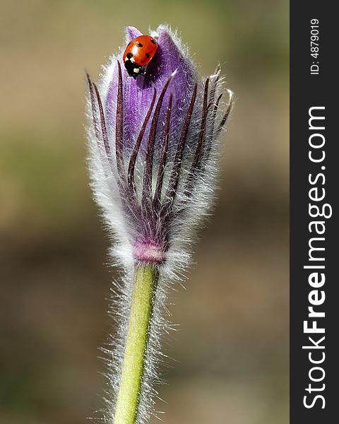 Insect on a spring flower of a crocus. Insect on a spring flower of a crocus