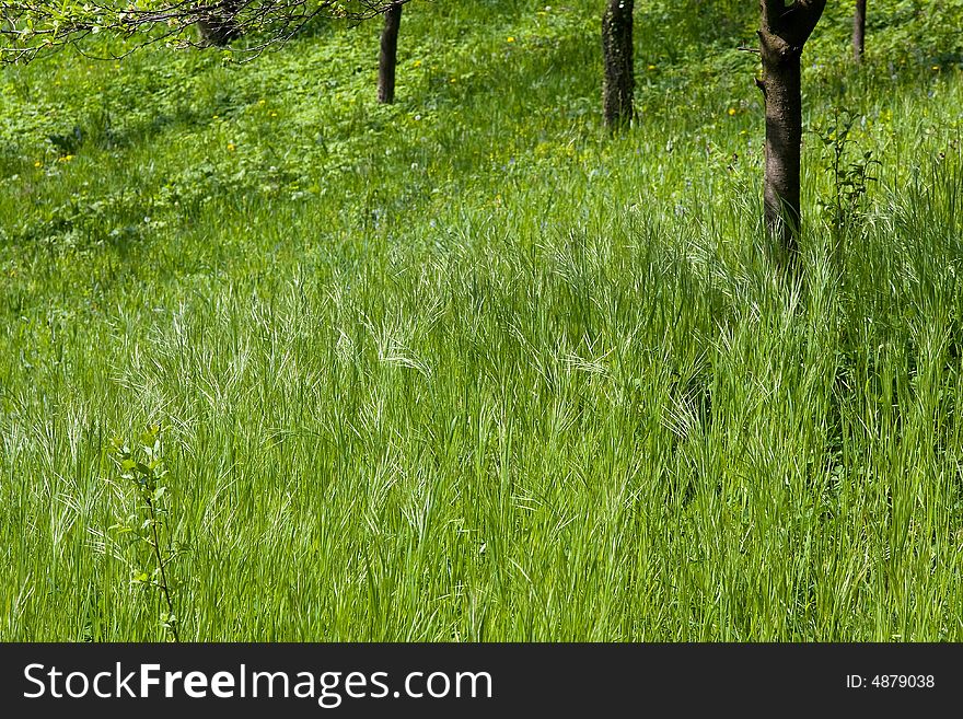 A field of grass in the orchard in the spring month april