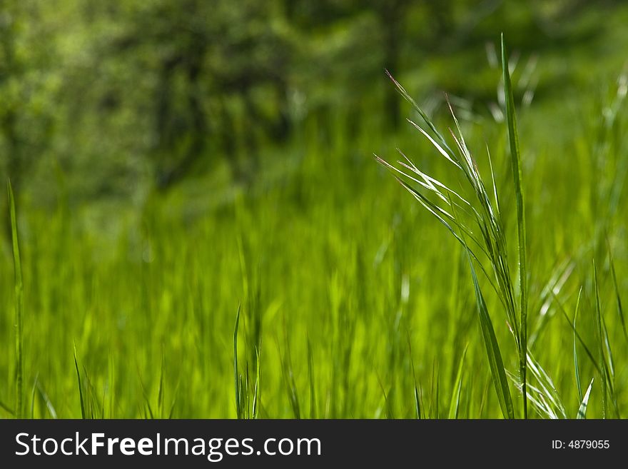 A single piece of grass macro and focus in the field of grass