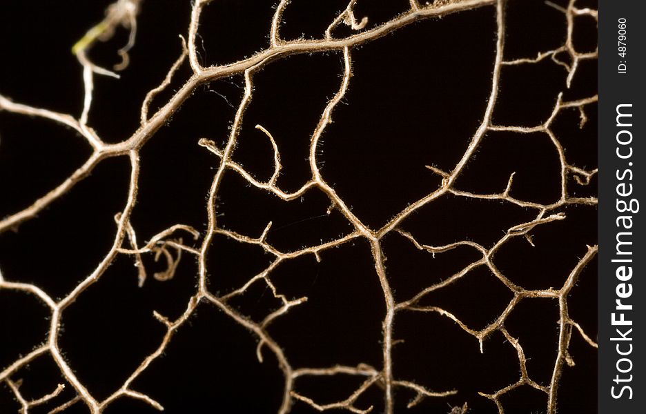 Closeup of patterns in a decaying leaf