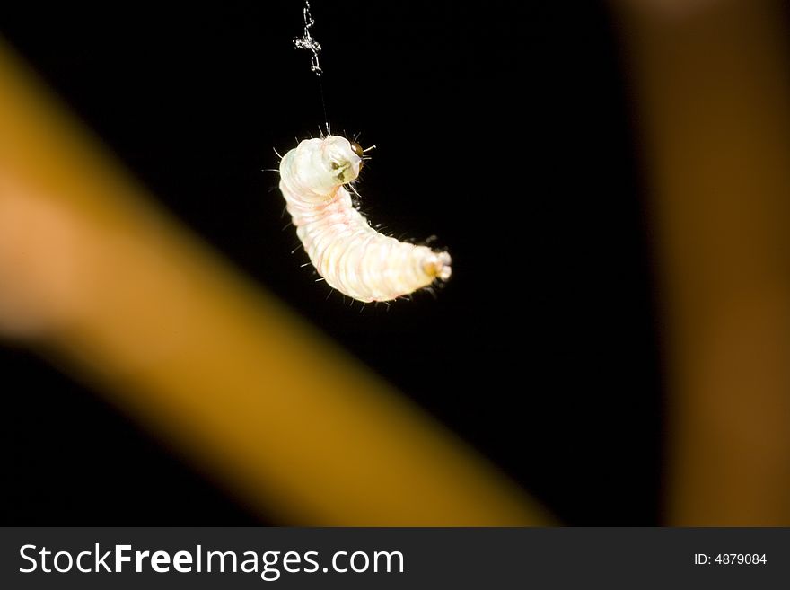 Closeup of worm hanging by silk thread