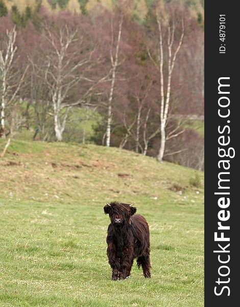 Highland cow calf, near Ballater, Royal Deeside, Scotland