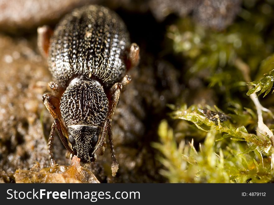 Weevil on forest floor