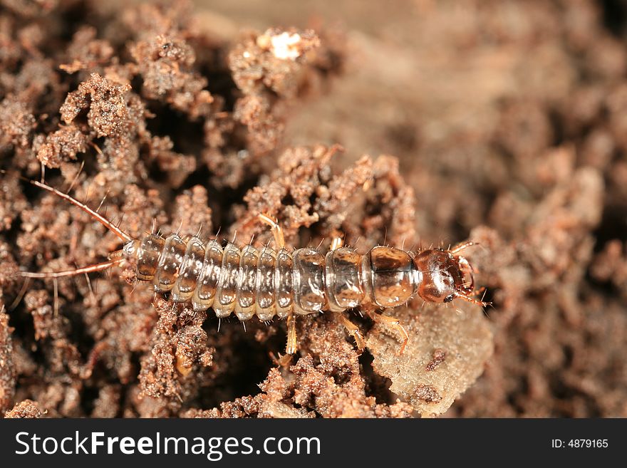 Beetle larva, most likely an immature rove beetle