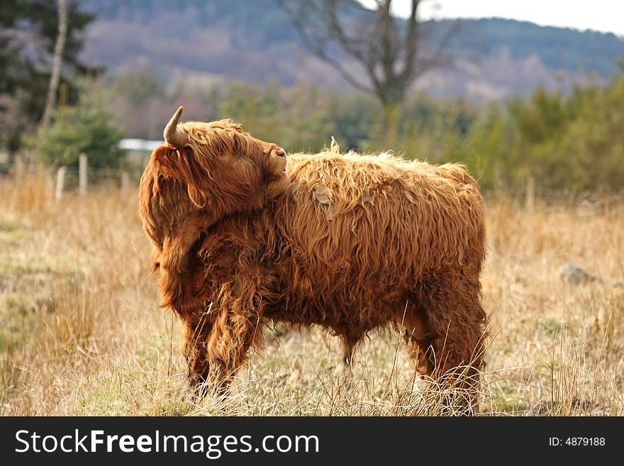 Highland Cow in Royal Desside, Aberdeen, Scotland