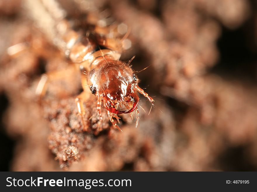 Beetle larva