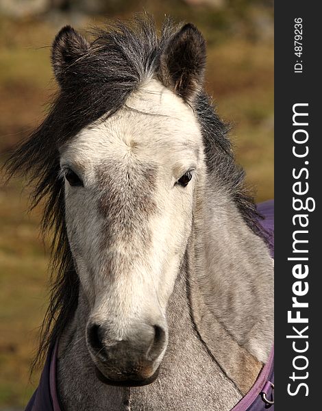 Horse Portrait, Royal Deeside, near Aberdeen, Scotland