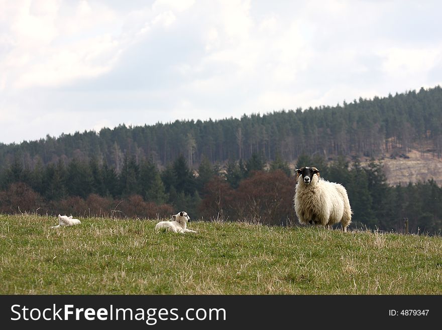 Sheep and Lambs in Royal Deeside, Scotland
