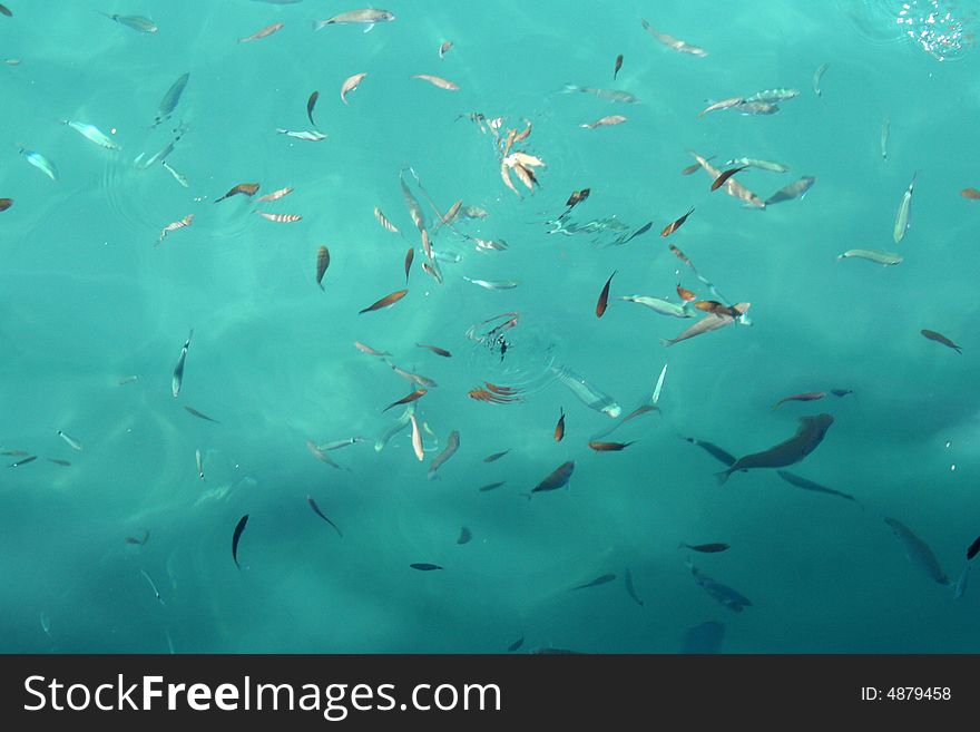 Fine Fishes In Azure Water