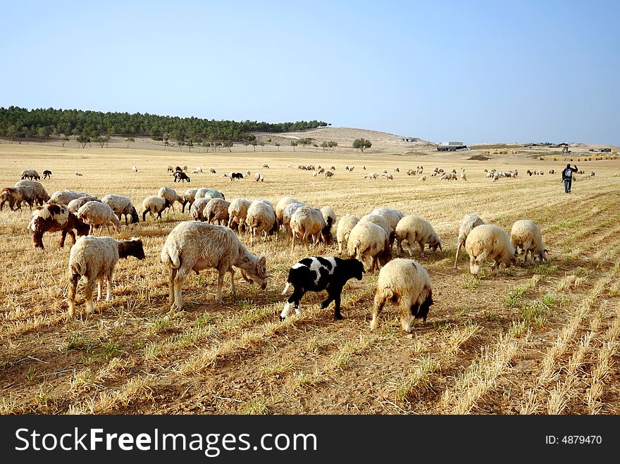 Sheep at front and young shepherd at background