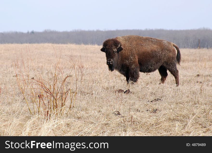 Bisons eating grass on the farm and staring at me