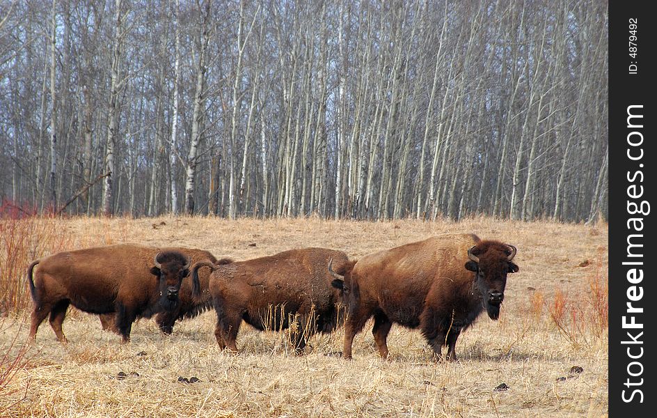 Bisons eating grass on the farm and staring at me