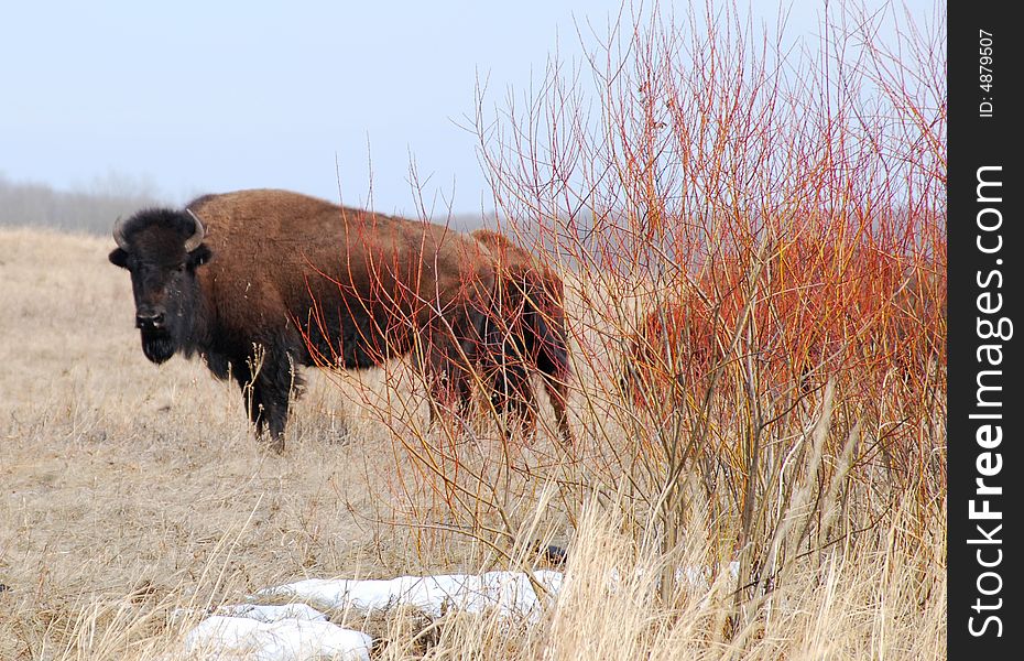 Bisons eating grass on the farm and a bison staring at me