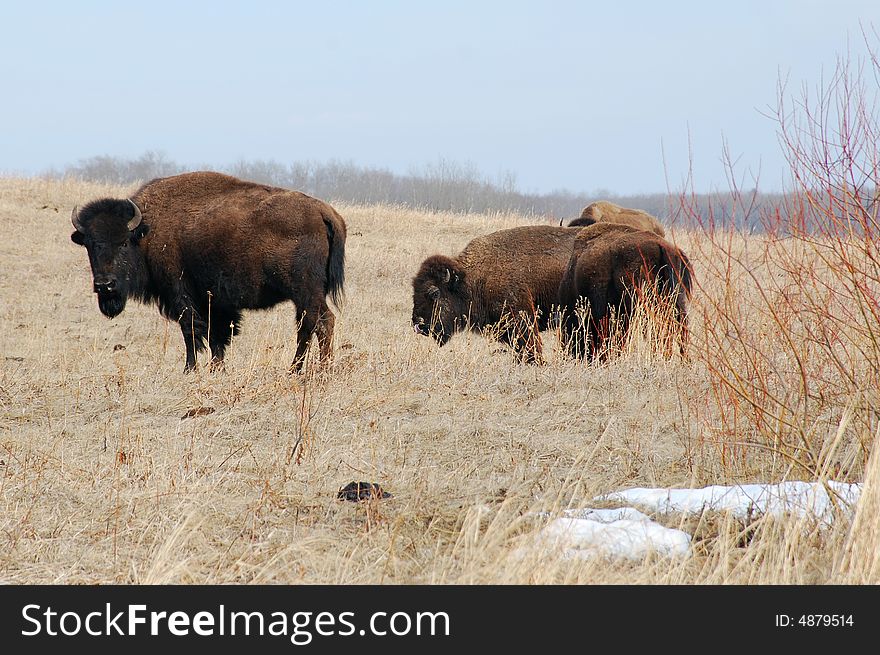 Bison eating grass on the farm. Bison eating grass on the farm