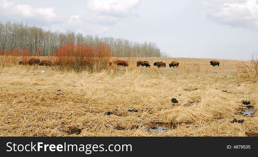 Bison eating grass on the farm. Bison eating grass on the farm