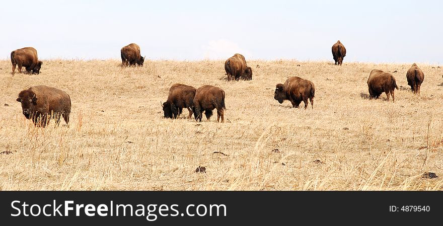 Bison eating grass on the farm. Bison eating grass on the farm