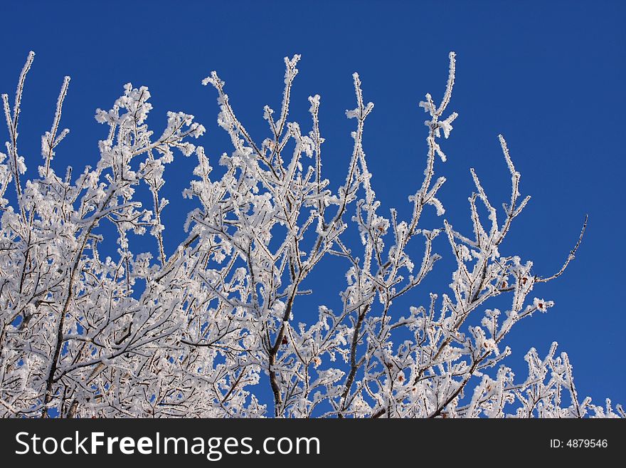 Winter snow branch blue clear sky