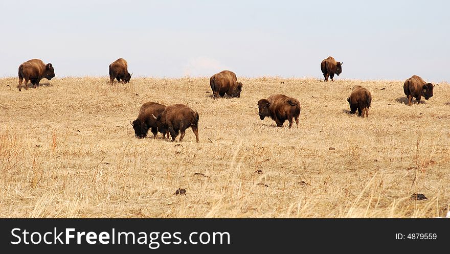 Bison eating grass on the farm. Bison eating grass on the farm