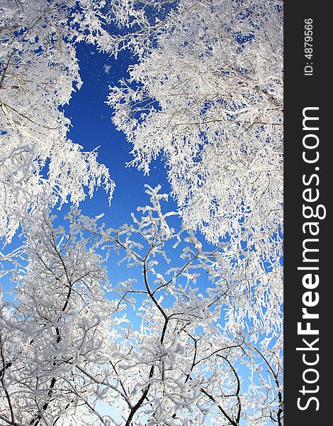 Winter snow branch blue clear sky