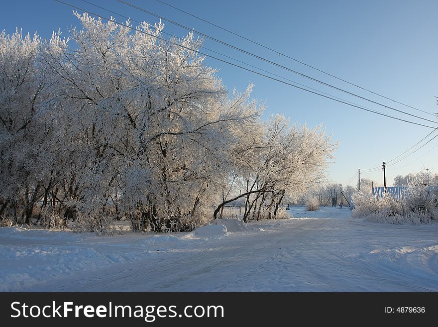 Cold winter snow forest tree frozen. Cold winter snow forest tree frozen