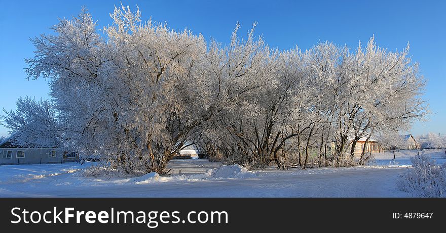 Cold winter snow forest tree frozen. Cold winter snow forest tree frozen